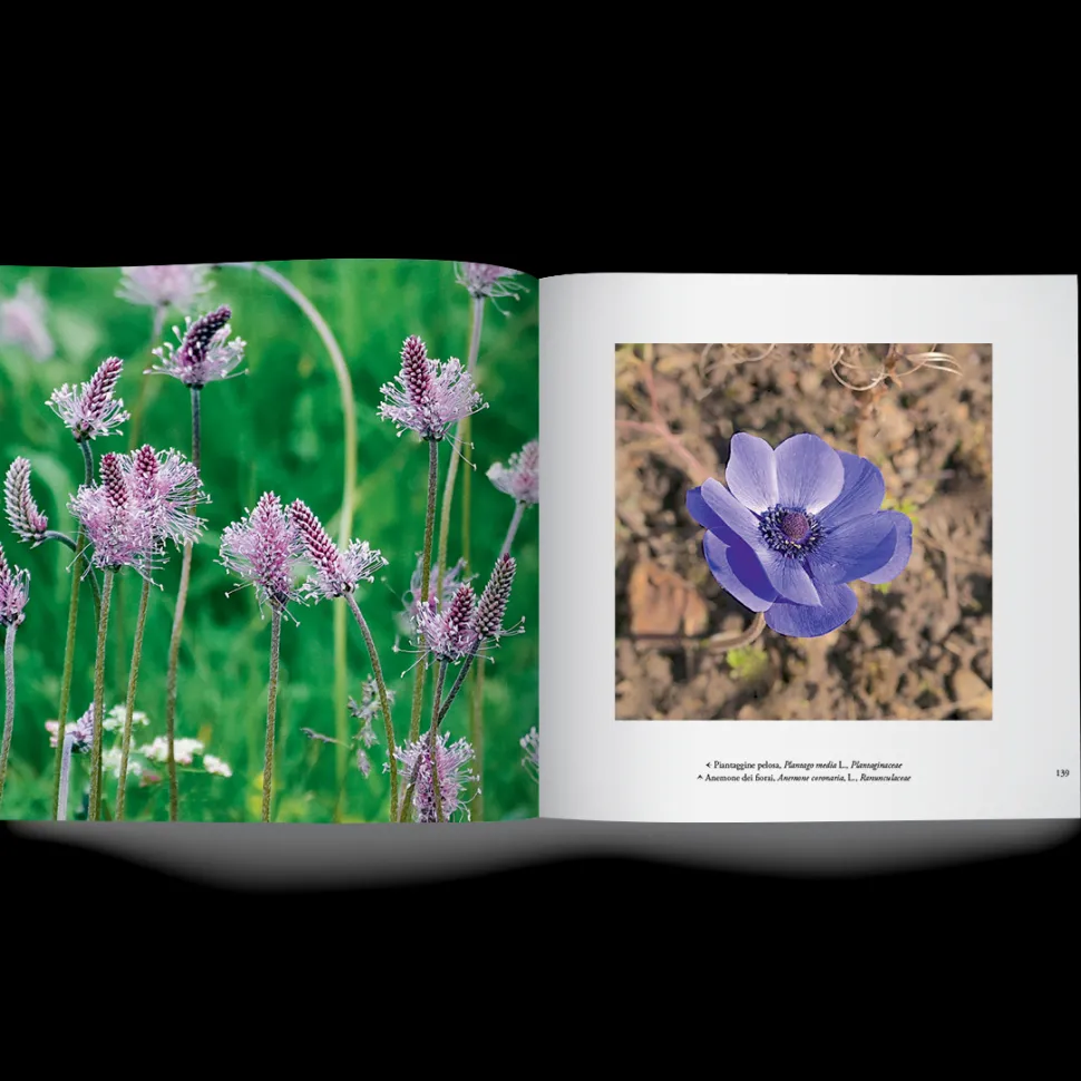 Libro Cercando Fiori